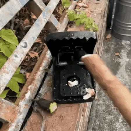 ClickRat, control de plagas seguro y sin tóxicos 3X1